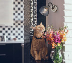 Фото 2 Бра Клэр 463021901