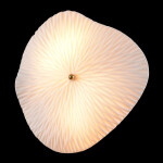 Фото 5 Бра Crystal Lux CONTESSA AP2.2