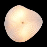 Фото 19 Бра Crystal Lux CONTESSA AP2.2